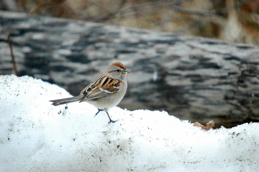 Sparrow, American Tree, 2006-03158967 Parker River NWR, MA.JPG - American Tree Sparrow, Parker River NWR, MA 2006